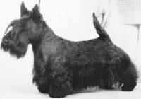 Scottish Terrier. Raglan Robin Hood.