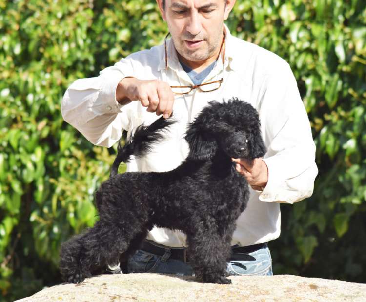 Caniche. La Cadiera Ole Tu.