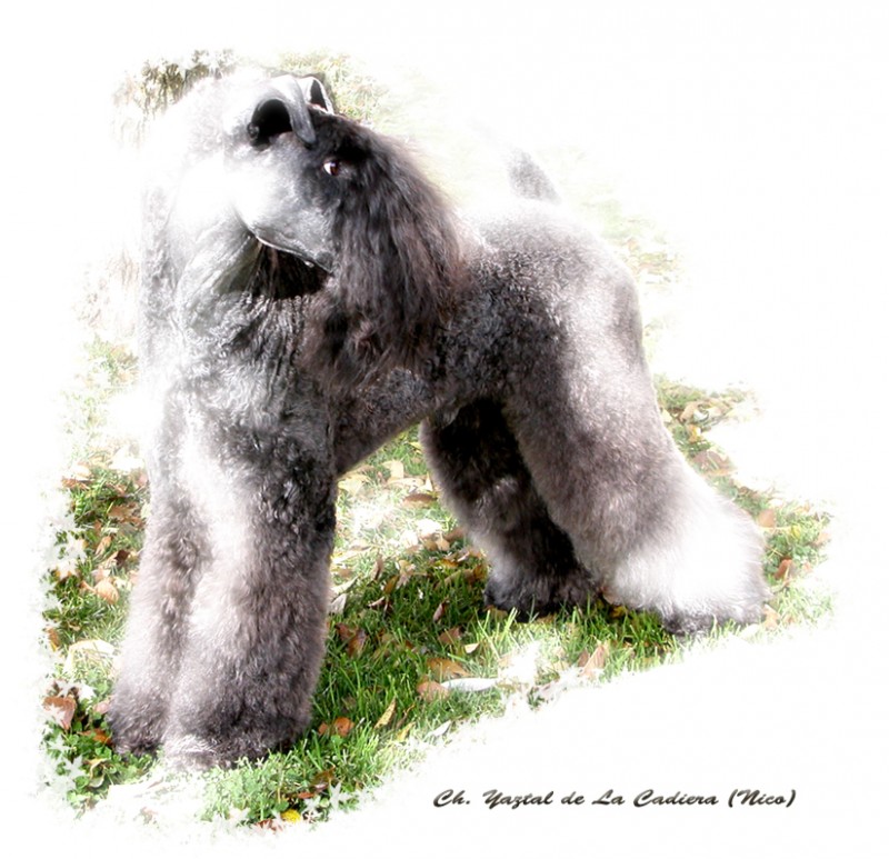 Kerry Blue Terrier. Ch. Yaztal de La Cadiera