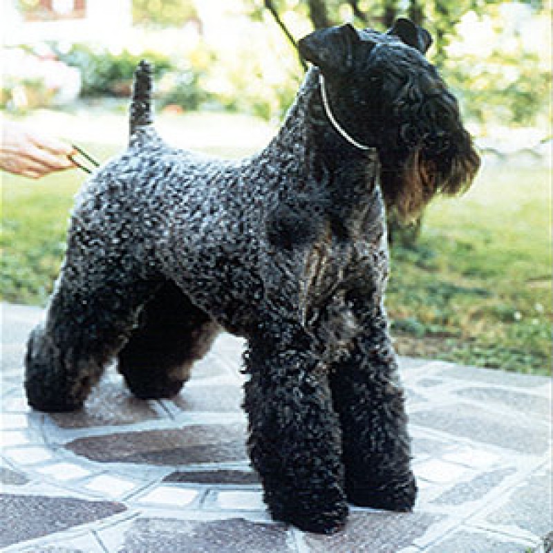 Kerry Blue Terrier. Nostraw Bo Didley. Kerry Blue Terrier. Nostraw Bo Didley.