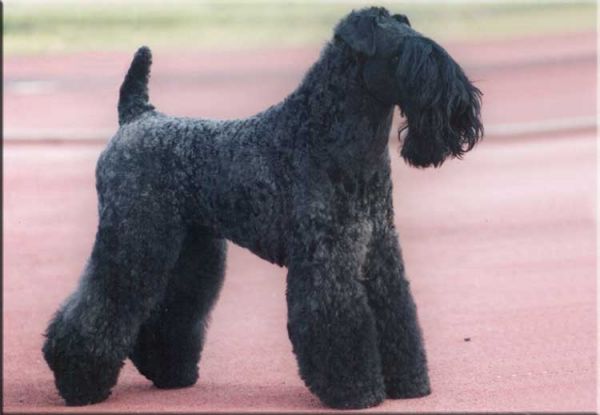 Kerry Blue Terrier. Ch. Kiko Veneno de La Cadiera at CastelCaladan.  Kerry Blue Terrier. Ch. Kiko Veneno de La Cadiera at CastelCaladan.