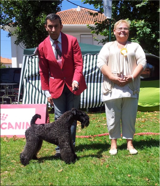 Kerry Blue Terrier. Ch. La Cadiera Estela Plateada. . Kerry Blue Terrier. Ch. La Cadiera Estela Plateada. .