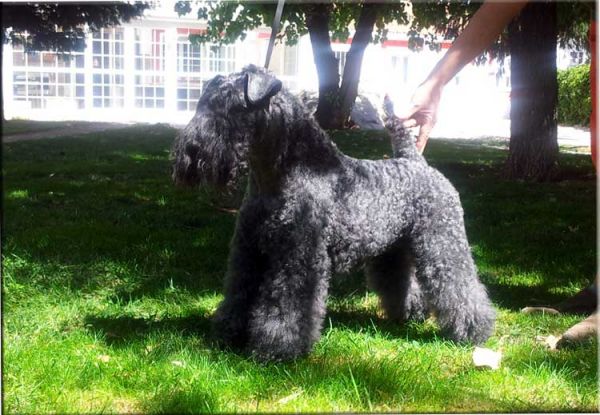 Kerry Blue Terrier. Irulan de La Cadiera. 