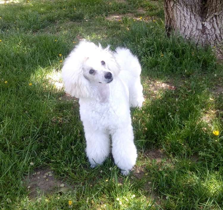 La Cadiera Jon Nieve. Caniche. con 6 meses.