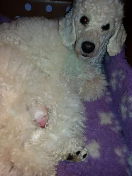 Camada 3J Caniche Enano. La Cadiera Jon Nieve.