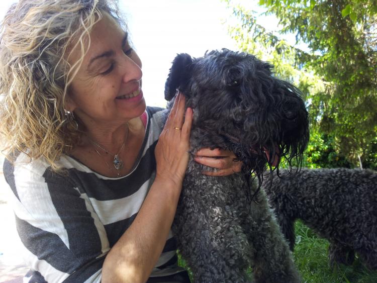 Kerry Blue Terrier.  Ch. Angus de Liott.