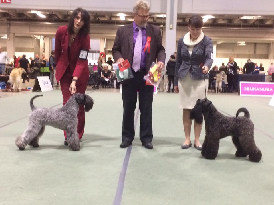 Kerry Blue Terrier.  Ch. La Cadiera Galadriel.