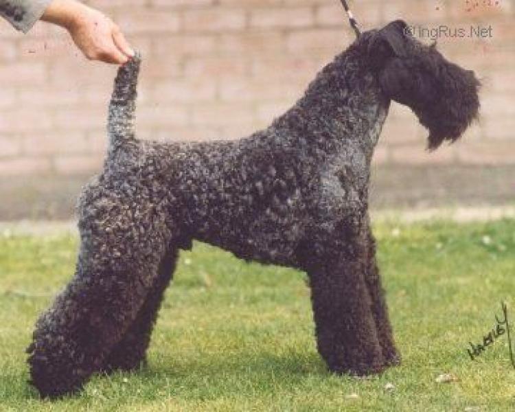 Kerry Blue Terrier. Ch. Arranshire Pioneer. Kerry Blue Terrier. Ch. Arranshire Pioneer.
