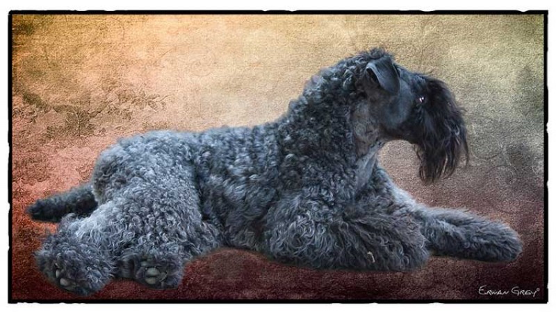 Kerry Blue Terrier. Multi Ch. Leto Atreides de La Cadiera tumbado