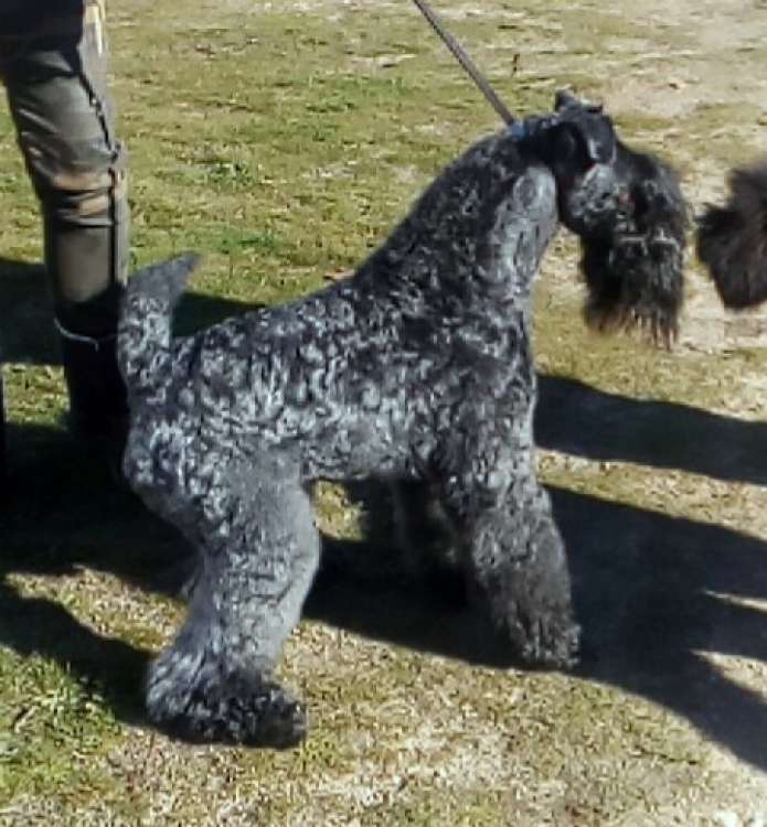 Kerry Blue Terrier. Multi Ch. Corben Dallas de La Cadiera.