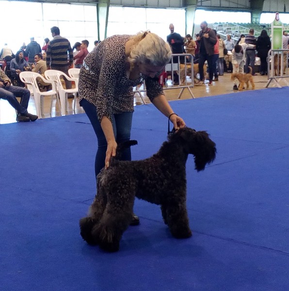 Kerry Blue Terrier.  Ch. La Cadiera Geisha. Exc. 1ª CAC CACIB   BOB..