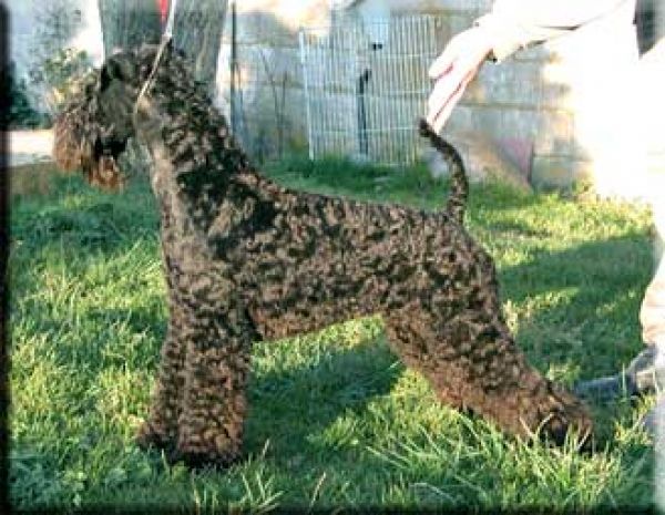 Kerry Blue Terrier. Etiqueta Azul de La Cadiera. 