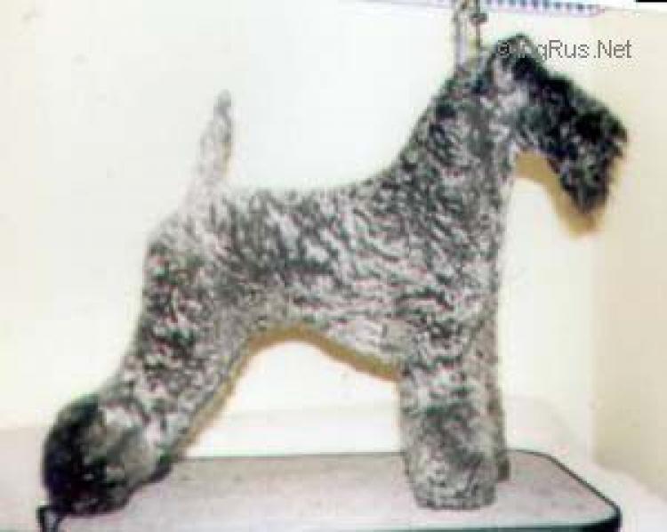 Kerry Blue Terrier.  Ch. Glenfitor Clodagh At Edbrios.