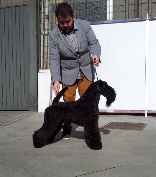 Kerry Blue Terrier. Bluemont Ariel at Clanciarrai. Kerry Blue Terrier. Bluemont Ariel at Clanciarrai.