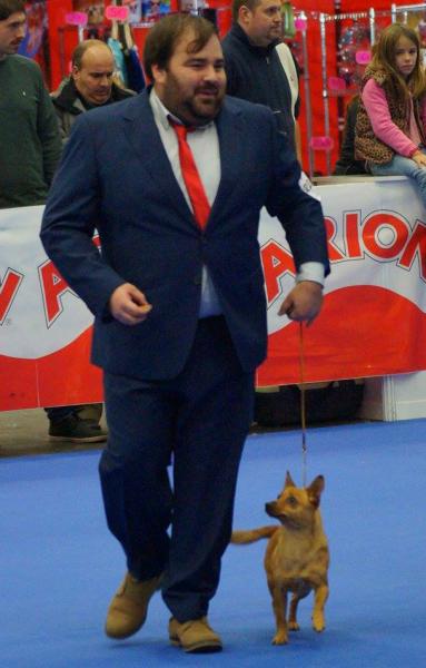 Podenco Portugués.  Ch. Kalixta Biankitos de Vale do Cruz.