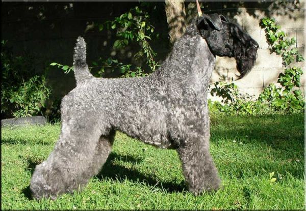 Kerry Blue Terrier. Ch. Don Mendo de La Cadiera at Saraoz. 