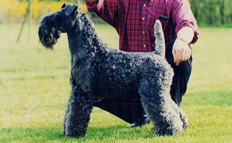 Kerry Blue Terrier. Aran Enniskeen. Kerry Blue Terrier. Aran Enniskeen.