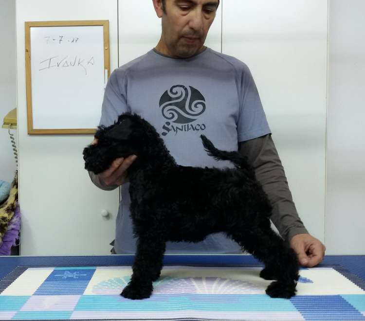 Kerry Blue Terrier. Camada 3I. La Cadiera Ivanka.