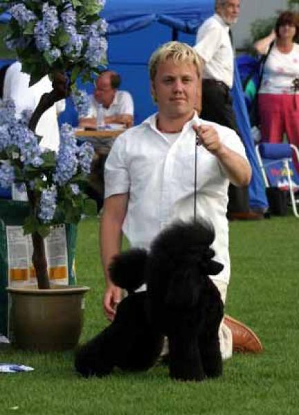 Caniche.  Ch. Kudos The Knockout.