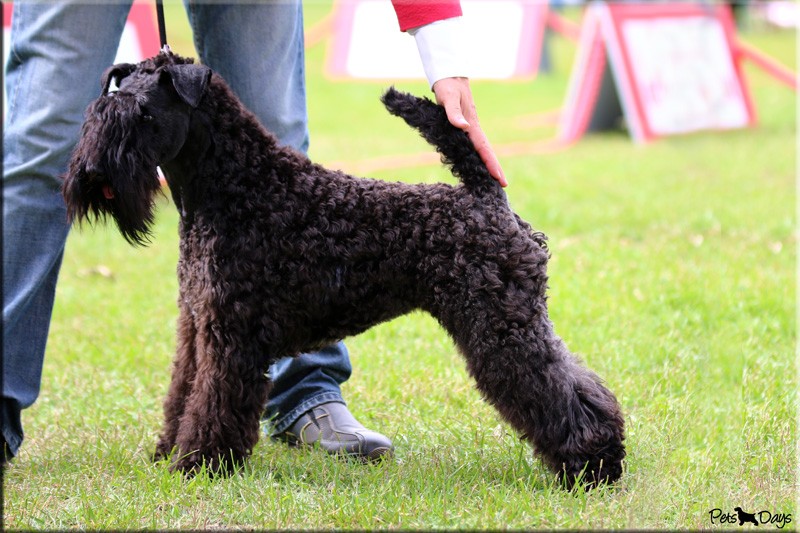 Kerry Blue Terrier. La Cadiera Geisha. .