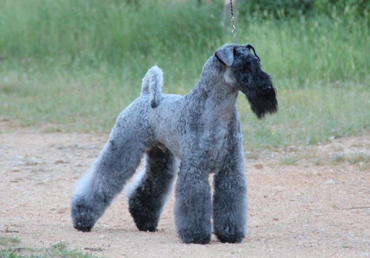 Kerry Blue Terrier.  Ch. Angus de Liott.
