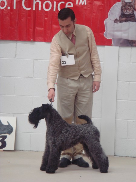 Kerry Blue Terrier. Ch. Leto Atreides de La Cadiera.
