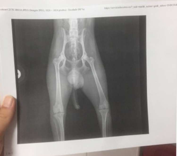 Caniche. Ch. Sugarcotton de Ca La Ruth. Ch. Sugarcotton de Ca La Ruth.