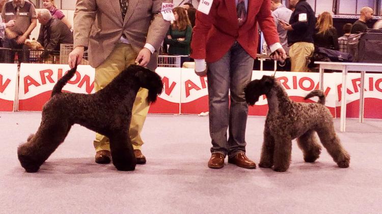 Kerry Blue Terrier. Jr.Ch. La Cadiera Felicity