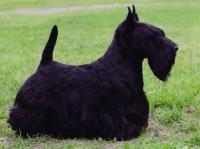 Scottish Terrier. Ww Raglan Rory. Scottish Terrier. Ww Raglan Rory.