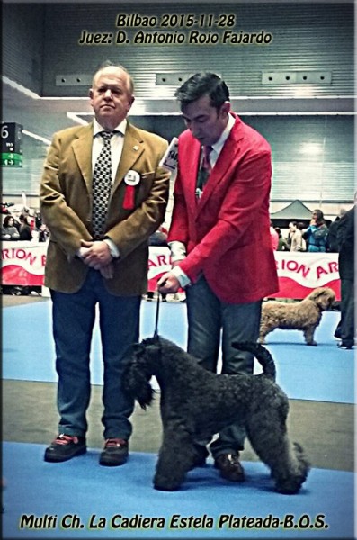 Kerry Blue Terrier. Ch. La Cadiera Estela Plateada. Exc. 1ª-CAC-CACIB - BOS. Kerry Blue Terrier. Ch. La Cadiera Estela Plateada. Exc. 1ª-CAC-CACIB - BOS.