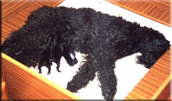 Kerry Blue Terrier. Camada  1S.