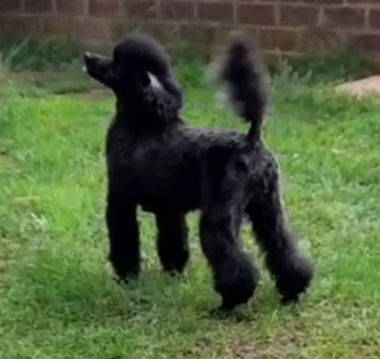 Caniche. La Cadiera Quetzaly.