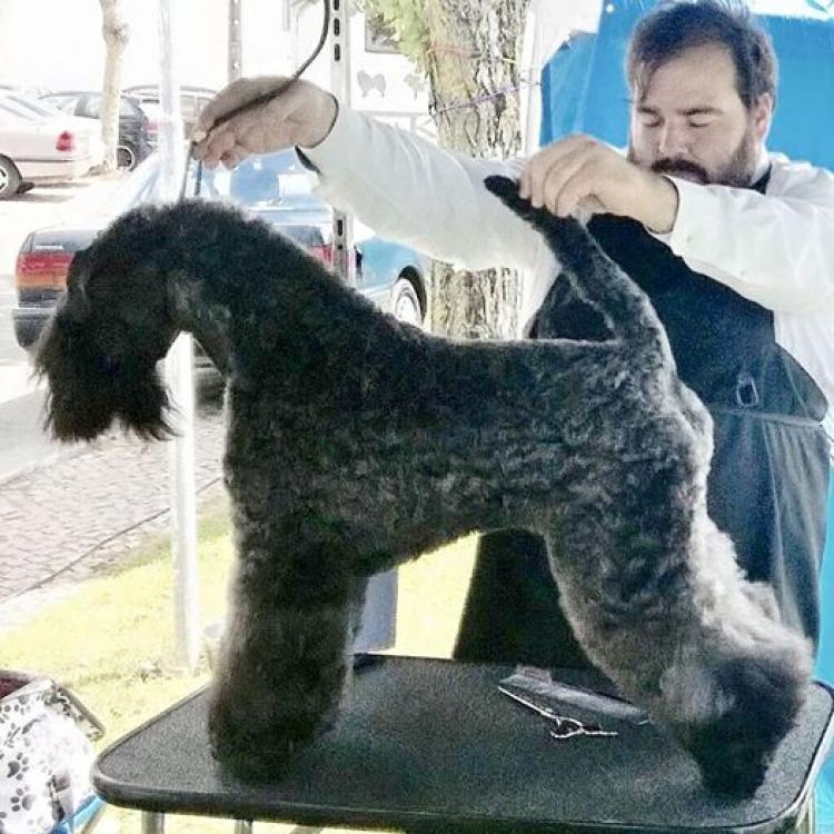 Kerry Blue Terrier. Saraoz Kill Bill.
