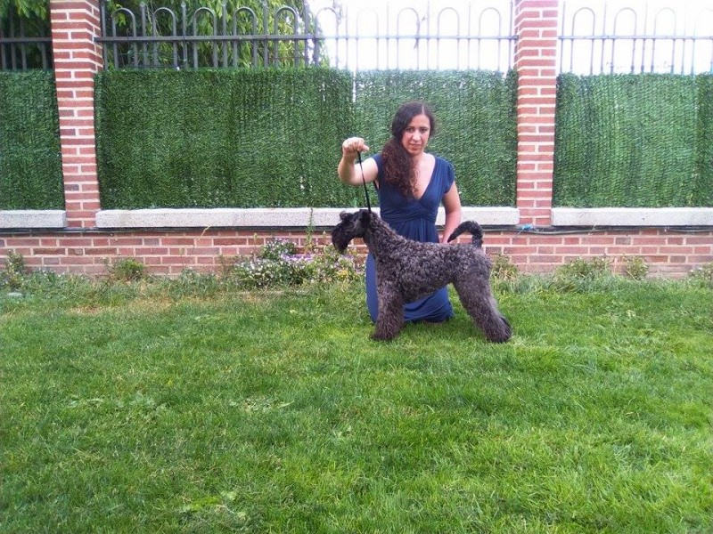 Kerry Blue Terrier. La Cadiera Felicity.