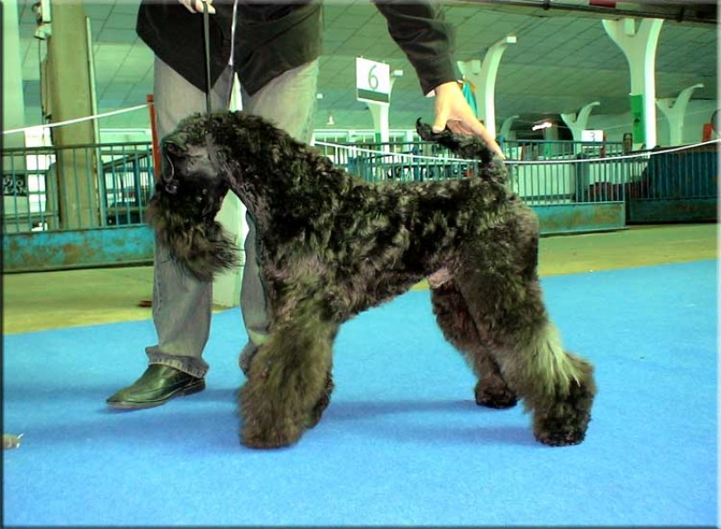 Kerry Blue Terrier.