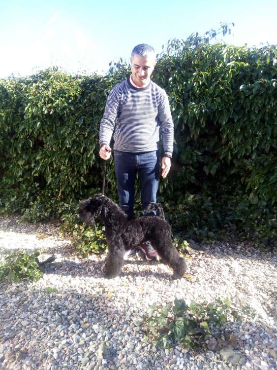 Kerry Blue Terrier. La Cadiera Mamma Mía. Kerry Blue Terrier. La Cadiera Mamma Mía.