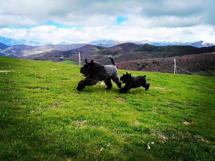 Kerry Blue Terrier.  Ch. Quinta Esencia de La Cadiera con Pepa.