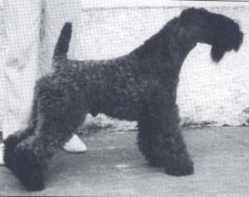 Kerry Blue Terrier. Ch. Louisburgh Ballycroy .