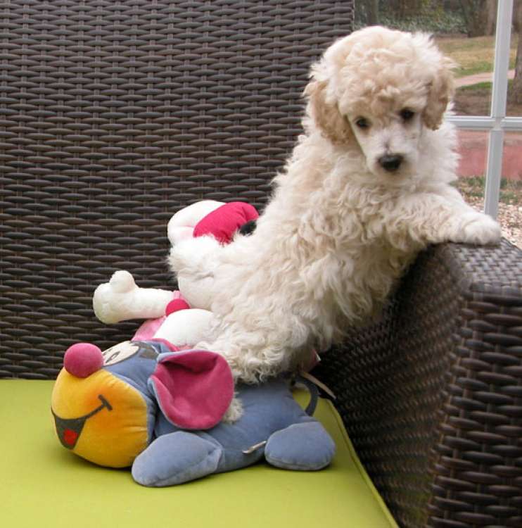 Caniche. Camada 3N. La Cadiera Nemo con 6 semanas.