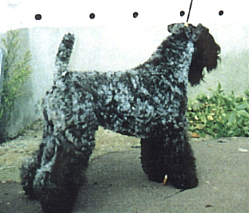 Kerry Blue Terrier. Louisburgh Sea Spray