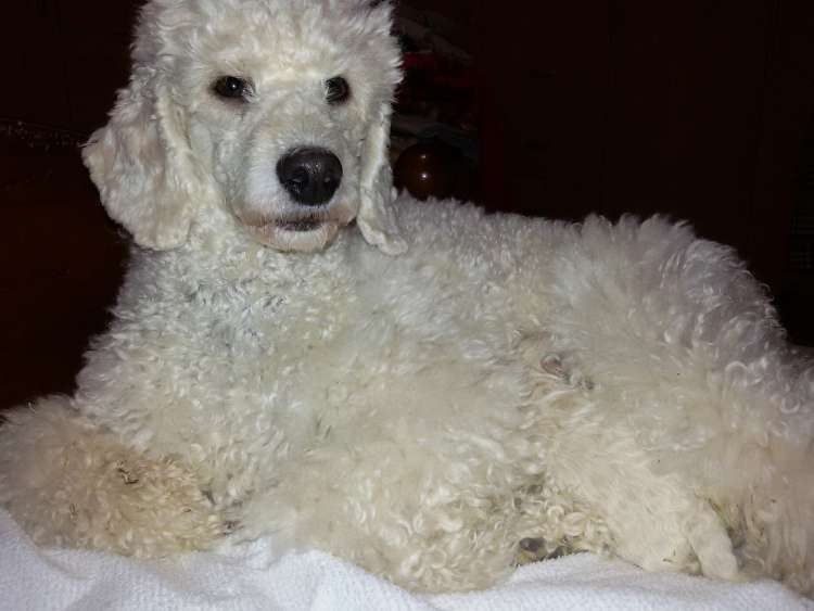 Camada 3J Caniche Enano. Vera con  La Cadiera Jon Nieve.