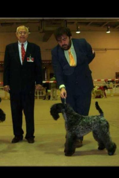 Kerry Blue Terrier.  Ch. Viña Urdina de La Cadiera.