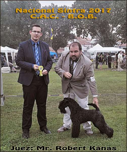 Kerry Blue Terrier. La Cadiera En Estado Puro. Exc. 1º CAC BOB. Kerry Blue Terrier. La Cadiera En Estado Puro. Exc. 1º CAC BOB.