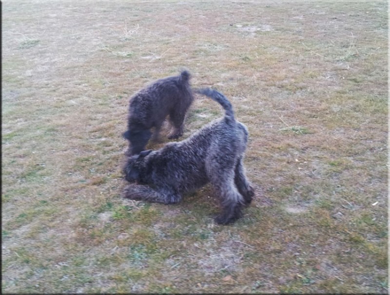 Kerry Blue Terrier. Ch. La Cadiera Dandy.