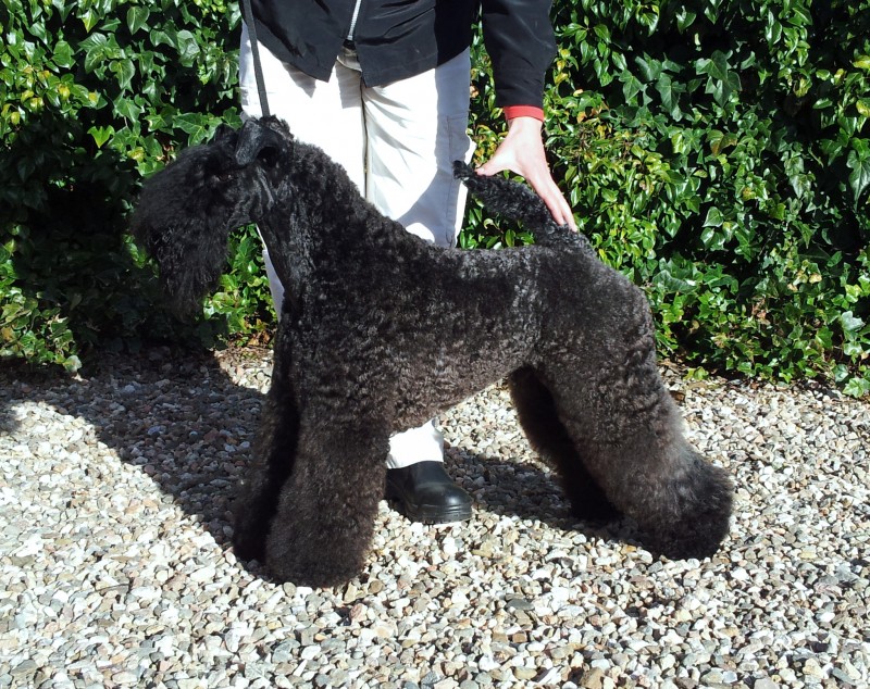 Kerry Blue Terrier. Volzhskiy Arkos Zippo de La Cadiera.