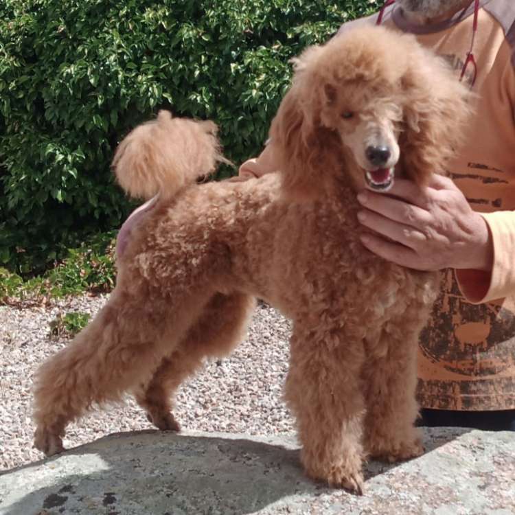 Caniche Enano Leonado Rojo. La Cadiera Quantum
