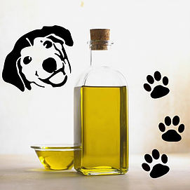Aceite de oliva para perros - Usos y beneficios 
