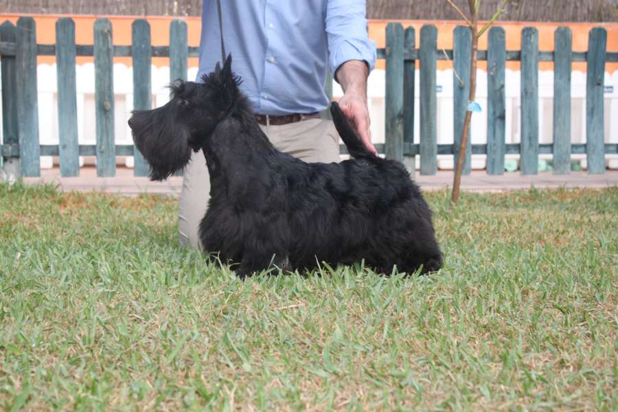Scottish Terrier. Sir Treysas Von Tinsdal.