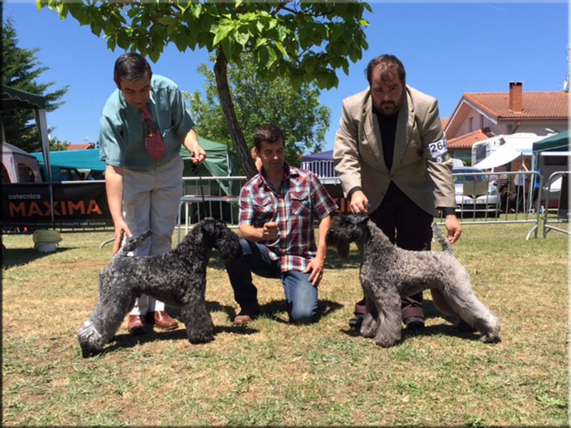 Kerry Blue Terrier. Corben Dallas de La Cadiera. Exc. 1º-CAC-CACIB-BOS.  Kerry Blue Terrier. Corben Dallas de La Cadiera. Exc. 1º-CAC-CACIB-BOS.