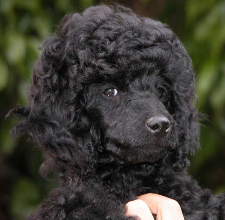 Caniche. Camada 3N. La Cadiera Noche Loca con 11 semanas.